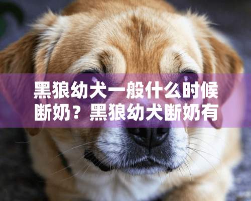 黑狼幼犬一般什么时候断奶？黑狼幼犬断奶有什么要领？