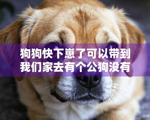 狗狗快下崽了可以带到我们家去有个公狗没有什么问题吧？