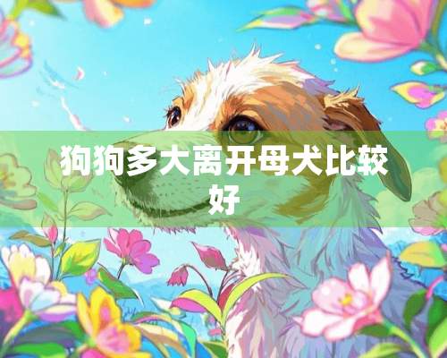 狗狗多大离开母犬比较好