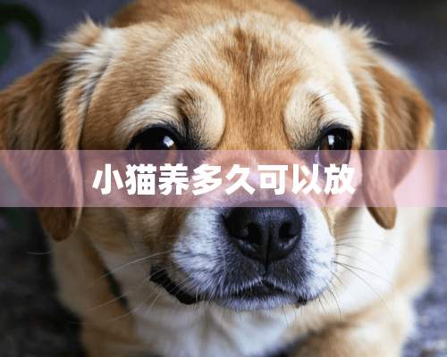 小猫养多久可以放