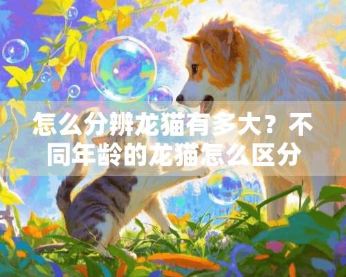 怎么分辨龙猫有多大？不同年龄的龙猫怎么区分？