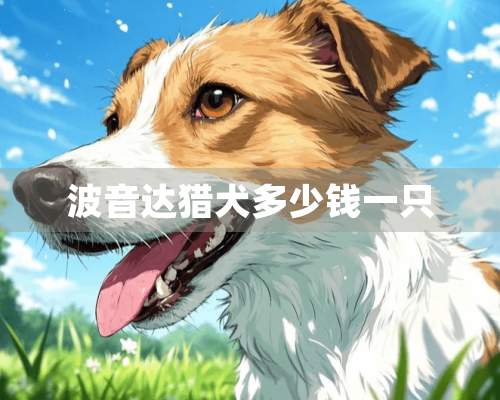 波音达猎犬多少钱一只