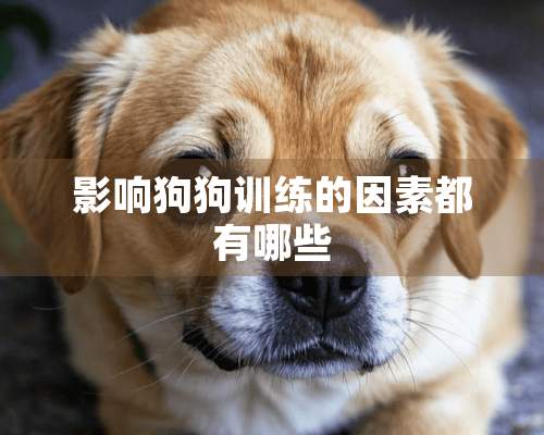 影响狗狗训练的因素都有哪些