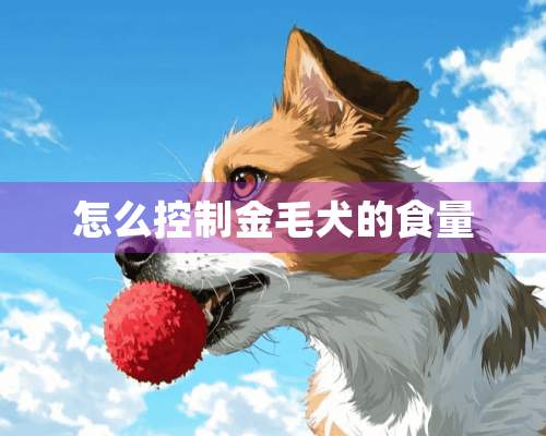 怎么控制金毛犬的食量