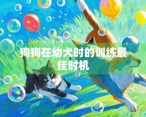 狗狗在幼犬时的训练最佳时机