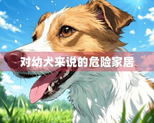 对幼犬来说的危险家居