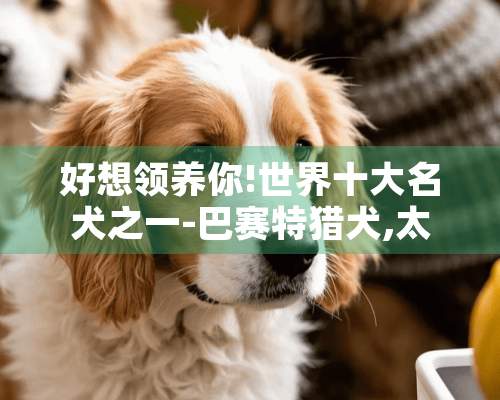 好想领养你!世界十大名犬之一-巴赛特猎犬,太萌了!