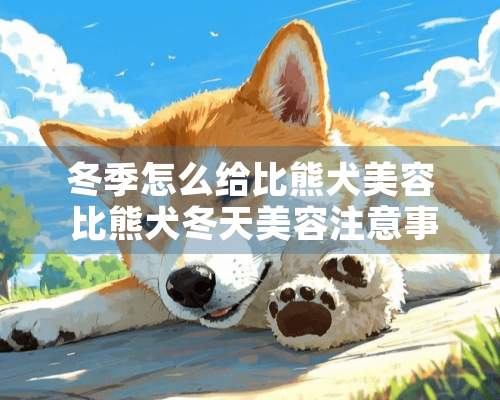 冬季怎么给比熊犬美容 比熊犬冬天美容注意事项