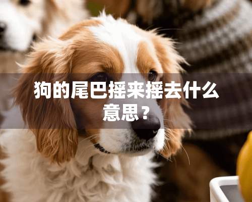 狗的尾巴摇来摇去什么意思？