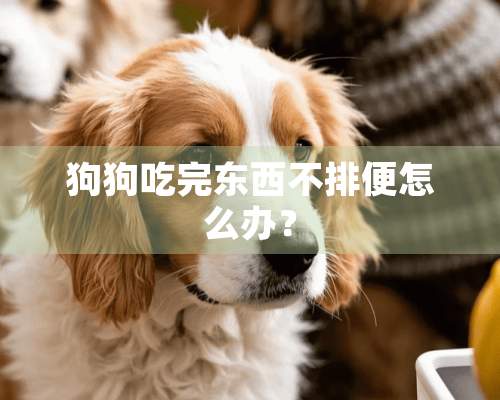 狗狗吃完东西不排便怎么办？