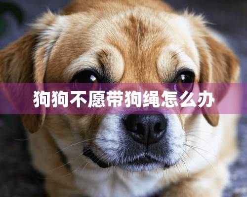 狗狗不愿带狗绳怎么办