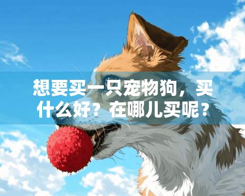 想要买一只宠物狗，买什么好？在哪儿买呢？