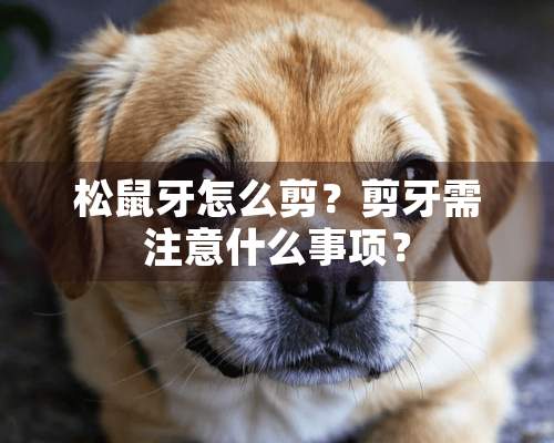 松鼠牙怎么剪？剪牙需注意什么事项？