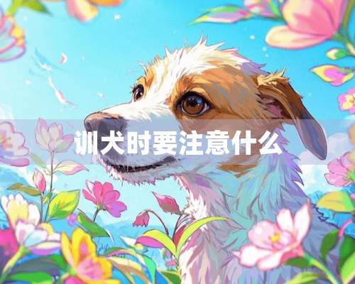 训犬时要注意什么