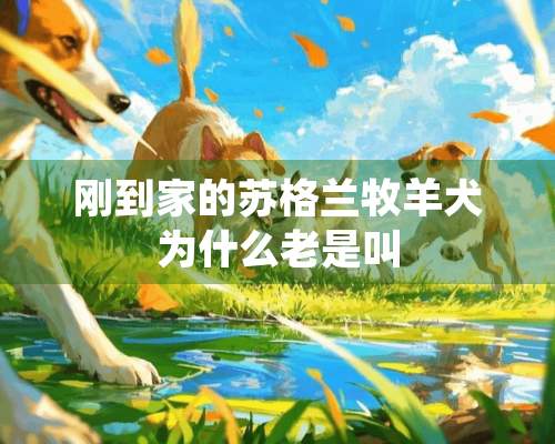 刚到家的苏格兰牧羊犬为什么老是叫