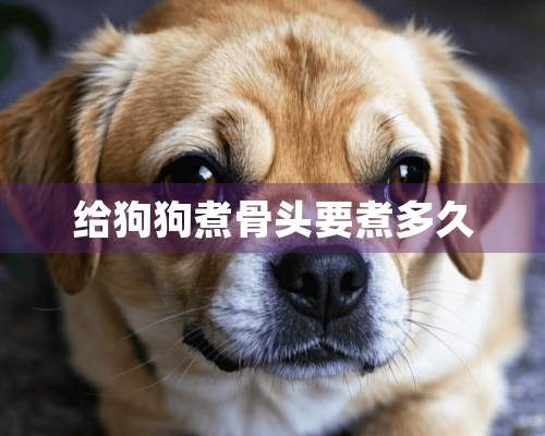 给狗狗煮骨头要煮多久