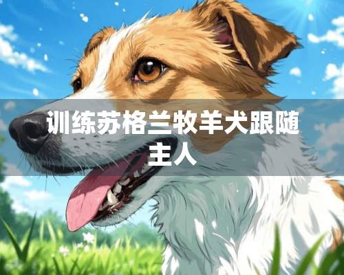 训练苏格兰牧羊犬跟随主人