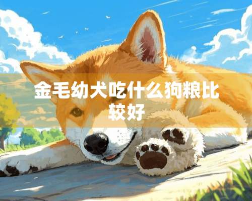 金毛幼犬吃什么狗粮比较好