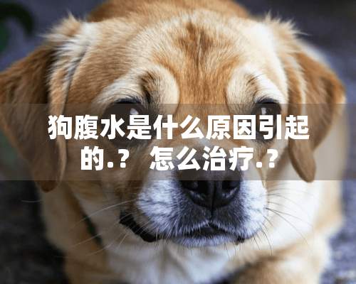 狗腹水是什么原因引起的.？ 怎么治疗.？