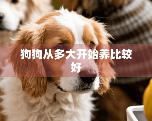 狗狗从多大开始养比较好