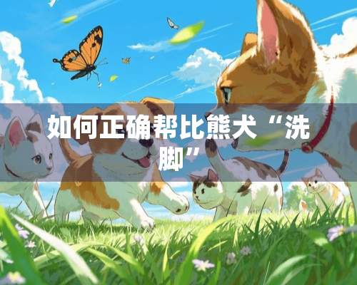 如何正确帮比熊犬“洗脚”