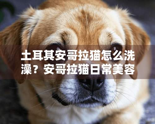 土耳其安哥拉猫怎么洗澡？安哥拉猫日常美容的方法介绍