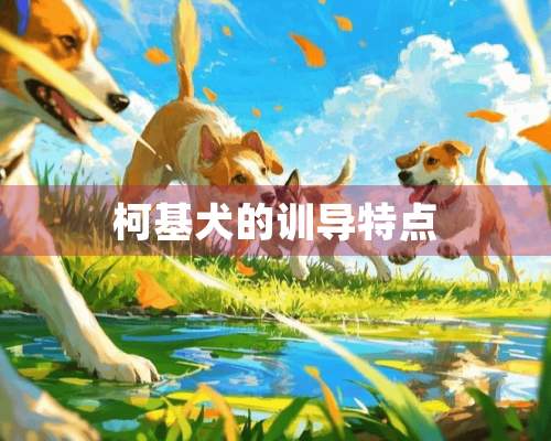 柯基犬的训导特点