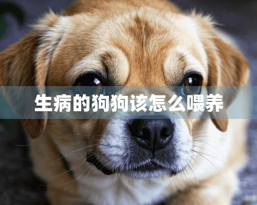 生病的狗狗该怎么喂养