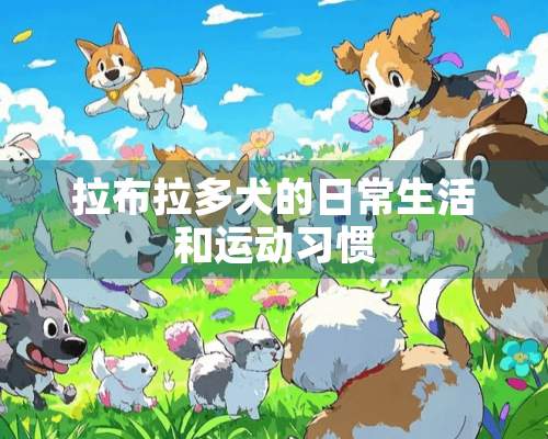 拉布拉多犬的日常生活和运动习惯