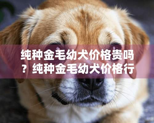 纯种金毛幼犬价格贵吗？纯种金毛幼犬价格行情及辨别方法介绍！