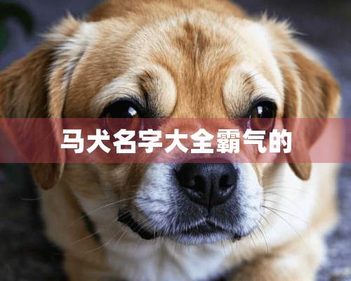 马犬名字大全霸气的