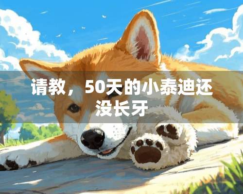 请教，50天的小泰迪还没长牙