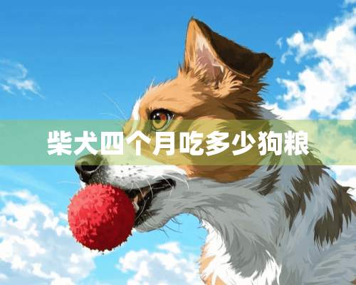 柴犬四个月吃多少狗粮