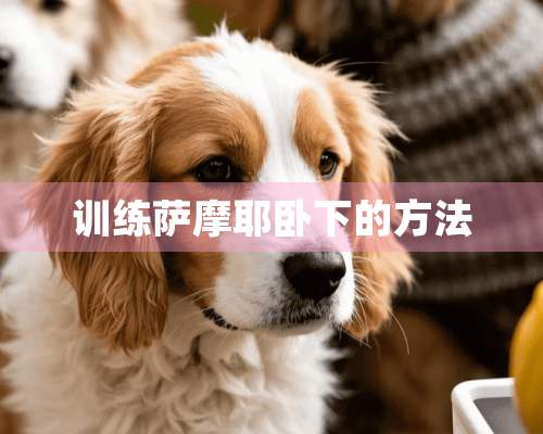 训练萨摩耶卧下的方法