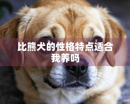 比熊犬的性格特点适合我养吗