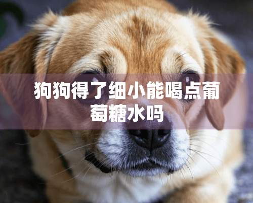 狗狗得了细小能喝点葡萄糖水吗