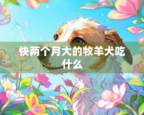 快两个月大的牧羊犬吃什么