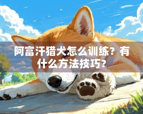 阿富汗猎犬怎么训练？有什么方法技巧？