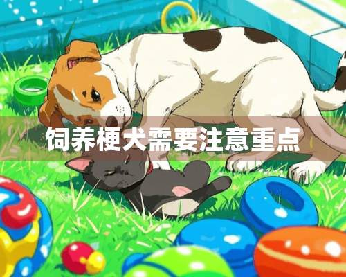 饲养梗犬需要注意重点