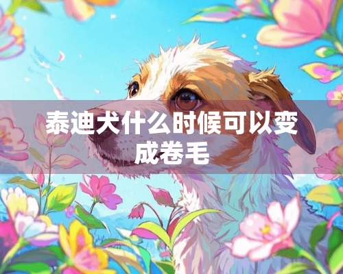 泰迪犬什么时候可以变成卷毛