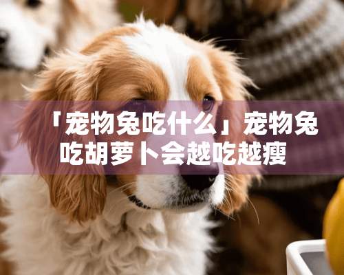 「宠物兔吃什么」宠物兔吃胡萝卜会越吃越瘦