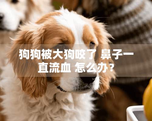 狗狗被大狗咬了 鼻子一直流血 怎么办？