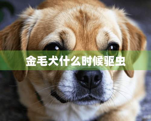 金毛犬什么时候驱虫