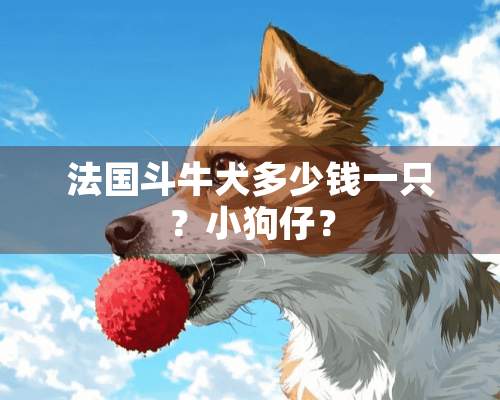 法国斗牛犬多少钱一只？小狗仔？