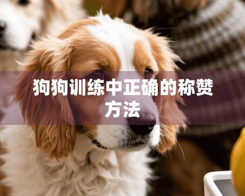 狗狗训练中正确的称赞方法