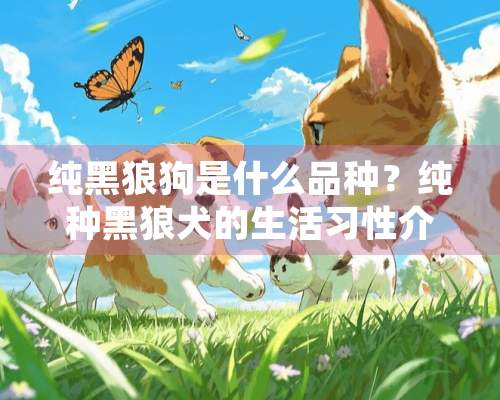 纯黑狼狗是什么品种？纯种黑狼犬的生活习性介绍