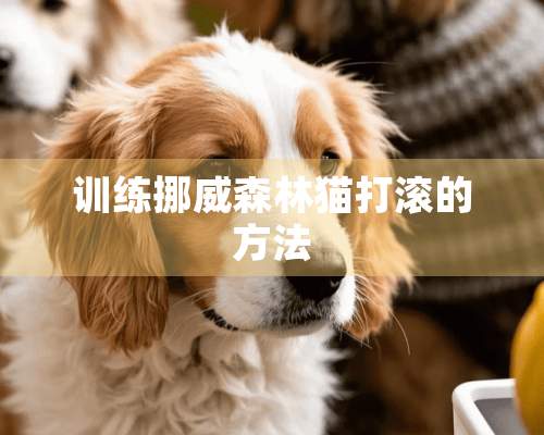 训练挪威森林猫打滚的方法