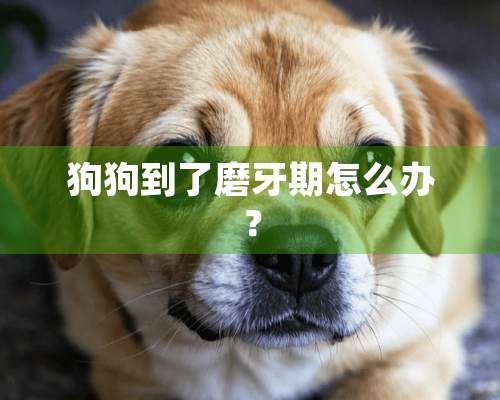 狗狗到了磨牙期怎么办？