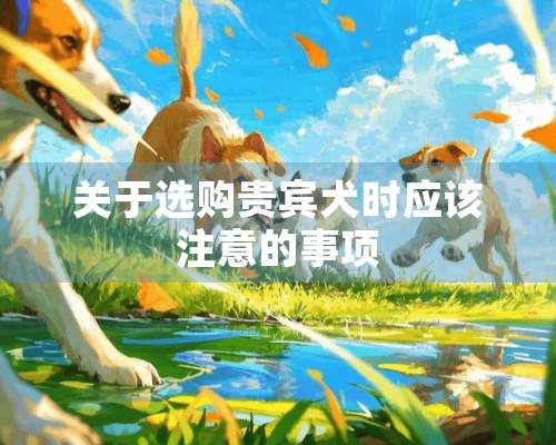 关于选购贵宾犬时应该注意的事项