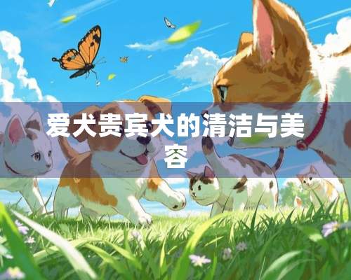 爱犬贵宾犬的清洁与美容